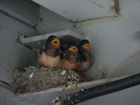 Barn swallows at the Etobicoke Yacht Club.